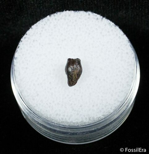Nicely Preserved Thescelosaurus Tooth #2849